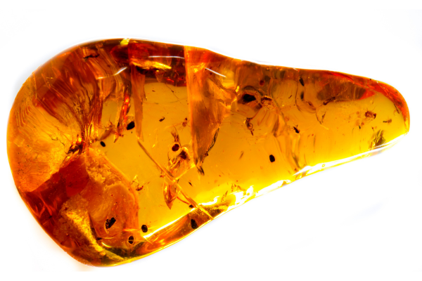 Insects and other particles trapped inside Amber as inclusions